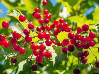 fruits of viburnum in autumn