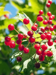 fruits of viburnum in autumn