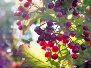 fruits of viburnum in autumn
