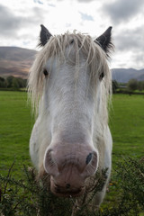 Obraz premium Close-up portrait of wild hairy horse in rural Ireland 