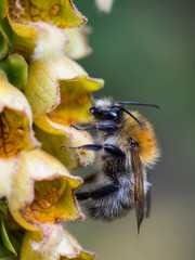 caucasian honey bee