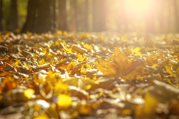 Golden autumn light