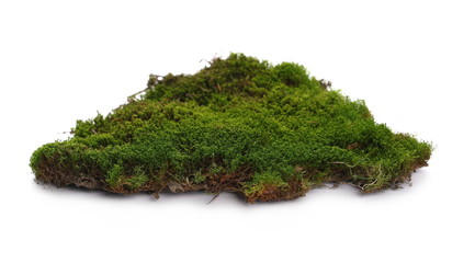 Green moss isolated on white background