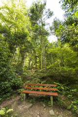 Bench on the forest trail