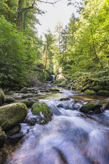 Fototapeta na wymiar Idyllic forest scene with river