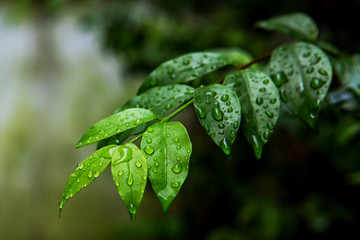 Green leaves with water drop during rain