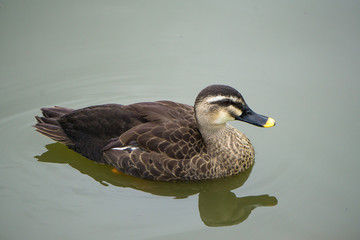 泳ぐカルガモ
