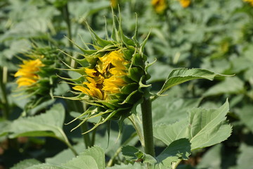 Sunflower Farmland
