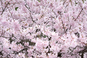 満開の桜（クローズアップ）