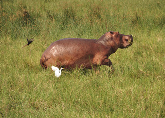 Hippo on land running