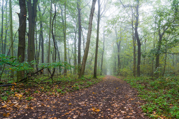 Wald mit Nebel im Herbst