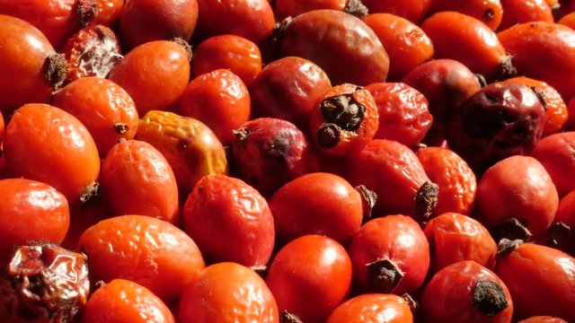 Tilting on Rosa canina food ingredient drying close-up - Slow tilt over harvested rose hips