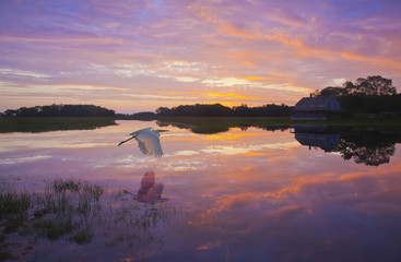 Dawn's Light With Motif #2 - A great egret skims the water surface in early morning sunrise light with reflection.