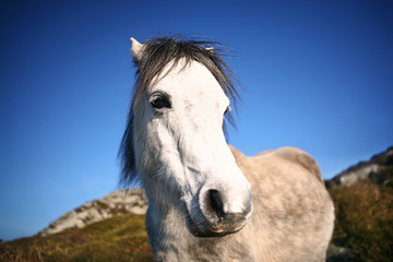 Wild White Welsh Pony Horse in Countryside on Sunny Day