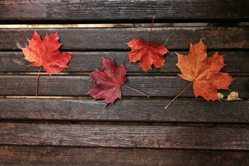 Naklejka na ściany i meble Autumn wooden background with maple leaves