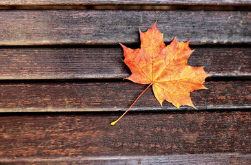 Autumn leaves over wooden background