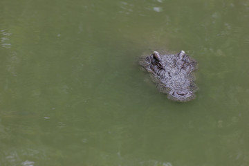 close up of a head crocodile