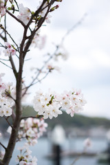 Obraz premium 海辺の桜（日本・広島県・尾道）