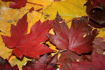Naklejka na ściany i meble Pretty Maple Leaves