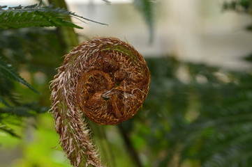 Fern fiddlehead