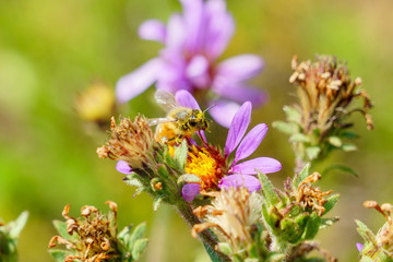 Bee with colorful flower in the summer