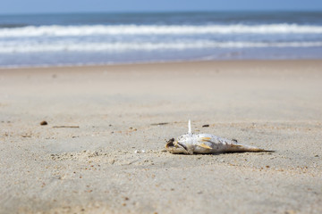 dead fish on the sea