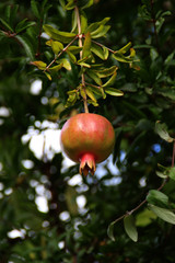 Ein Granatapfelbaum
