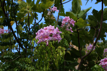Rosa Hibiskus Blüten