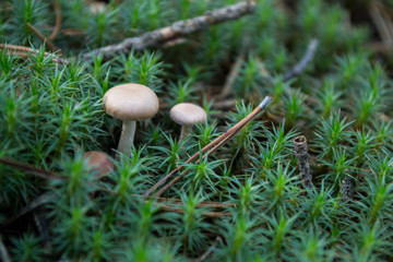 Forest mushroom in green moss and pine mulch.