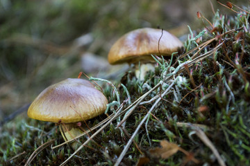 Forest mushroom in green moss and pine mulch.