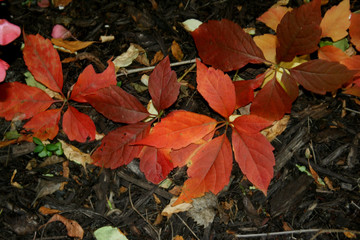 Leaves of Autumn