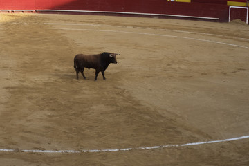 stierenvechten in Valencia, Spanje