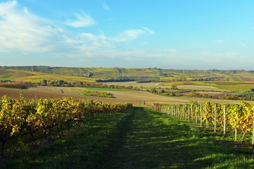 Fototapeta premium Wiesenweg in herbstlichem Weinberg