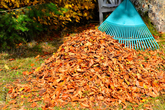 Laub im Garten harken im Herbst