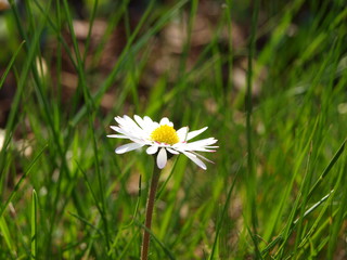 G&auml;nsebl&uuml;mchen im Sonnenschein