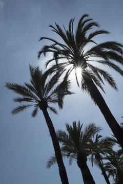 dadelpalm in Valencia