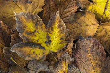 Extreme closeup macro of an colorful autumn leaf with fine detail. Nature background.