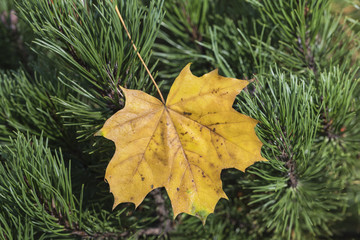 Extreme closeup macro of an colorful autumn leaf with fine detail. Nature background.