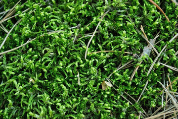 Wet green moss with needles