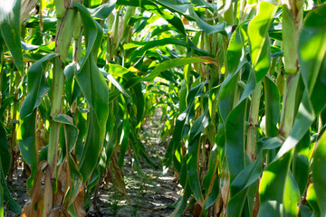 Field of green corn with young leaves and trunks.