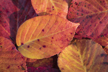 Extreme closeup macro of an colorful autumn leaf with fine detail. Nature background.