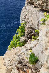 rock plants