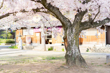 神社（お寺）の中の満開の桜の木