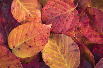 Extreme closeup macro of an colorful autumn leaf with fine detail. Nature background.