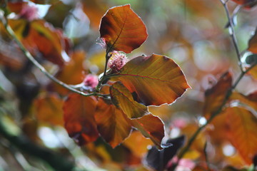 Copper beach  (Fagus sylvatica Purpurea) leaves on branches foliage. Spring nature background in red purple coloures.