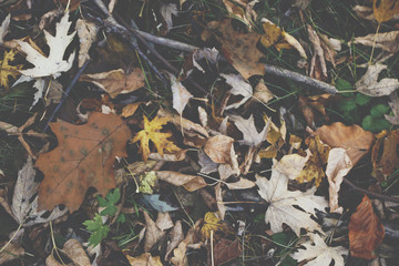Extreme closeup macro of an colorful autumn leaf with fine detail. Nature background.