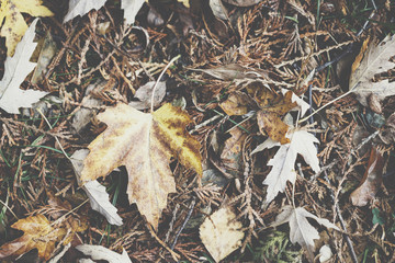 Extreme closeup macro of an colorful autumn leaf with fine detail. Nature background.