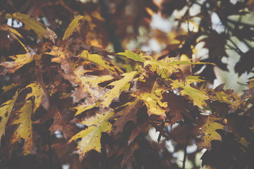 Autumn leaves background in autumn park. Nature frame.