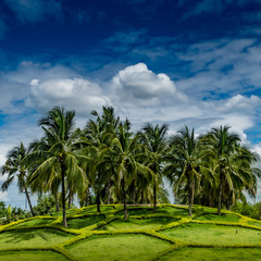 Fototapeta na wymiar Green Coconut trees