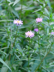 Wild asters in the park.